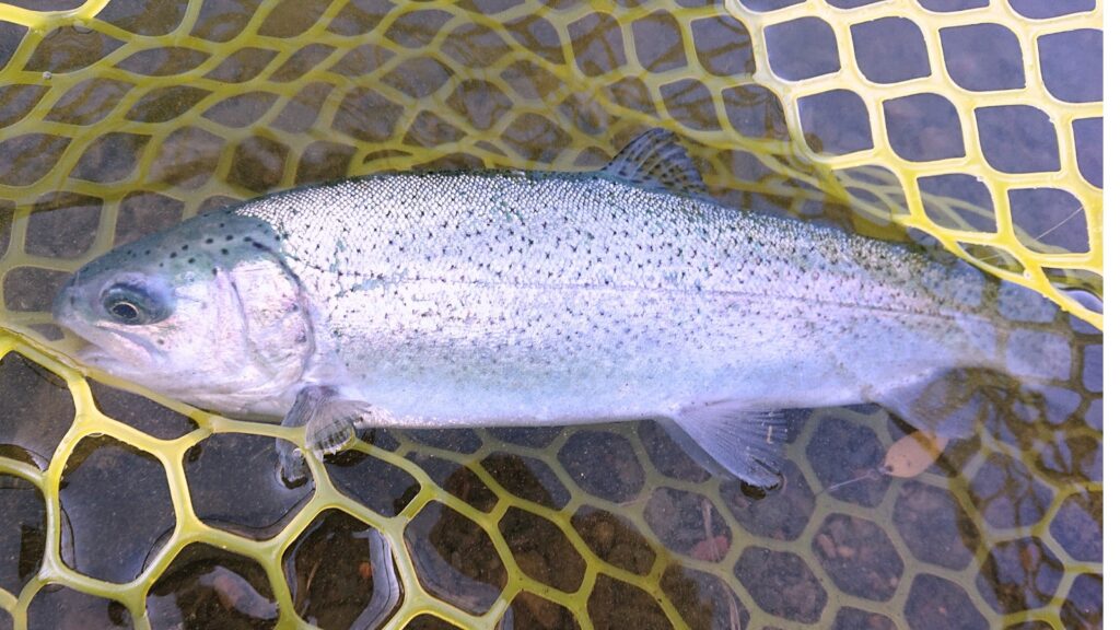 管理釣り場のニジマスの画像